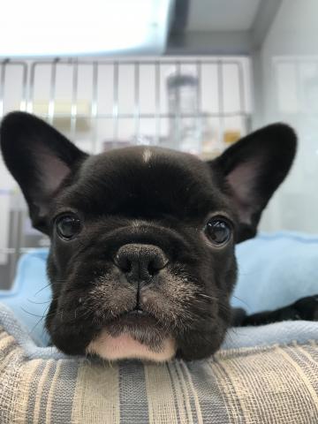 フレンチブルドッグ