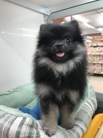 ポメラニアン