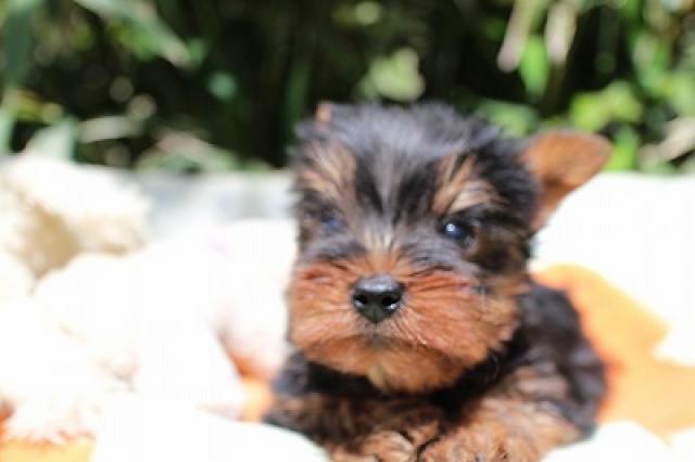 ヨークシャーテリア