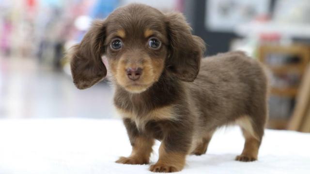 ミニチュアダックスフンド