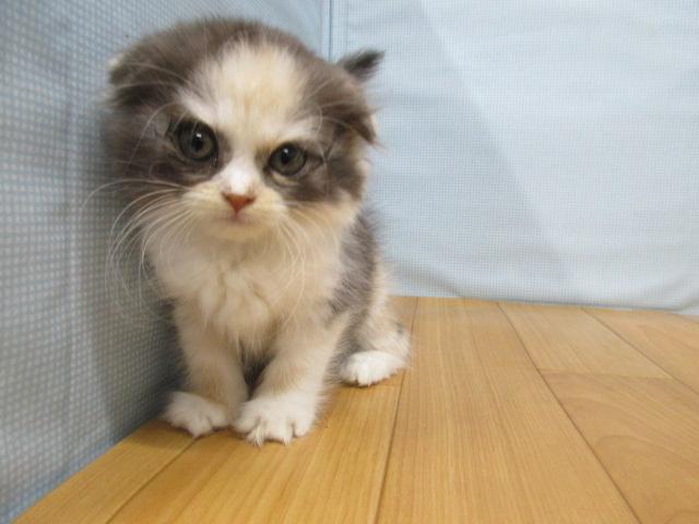 スコティッシュフォールド