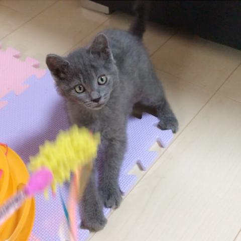 ラパーマ
