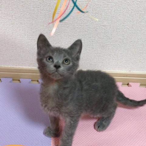 ラパーマ