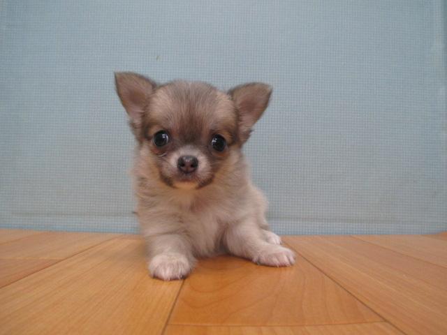 チワワ(ロングコート)