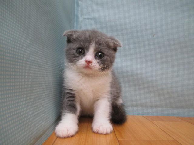 スコティッシュフォールド