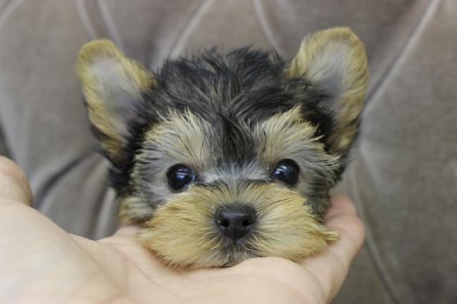 ヨークシャーテリア