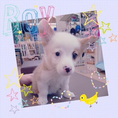 ウェルシュコーギーペンブローク