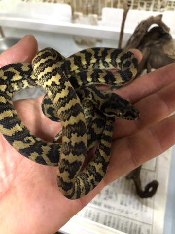 デザイナーズカーペットパイソン