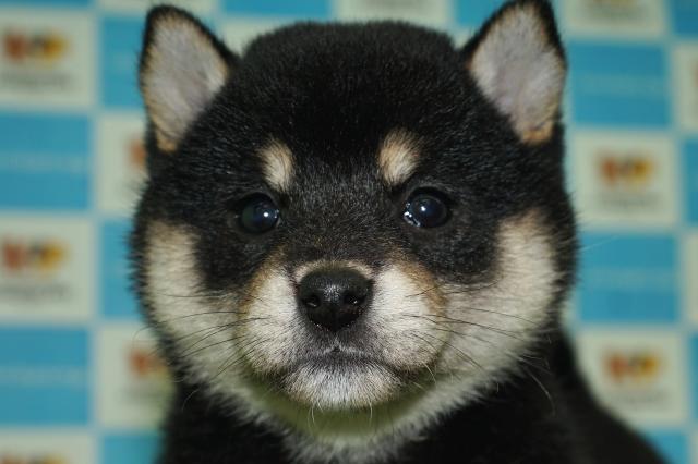柴犬(18226)