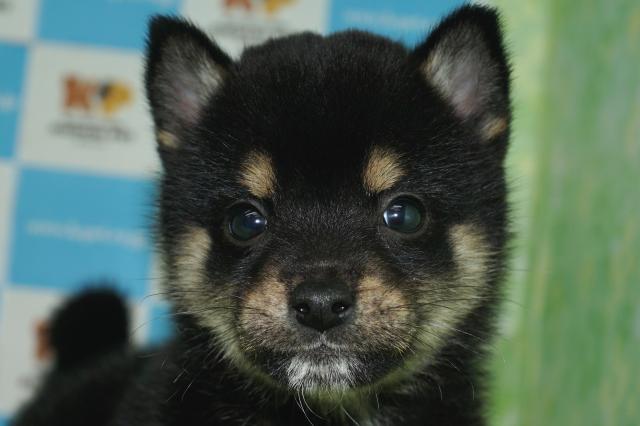 柴犬(18227)