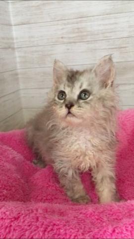 セルカークレックス