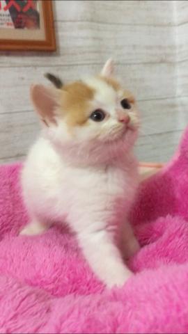 スコティッシュフォールド