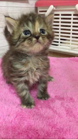 アメリカンカール