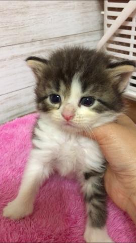 アメリカンカール