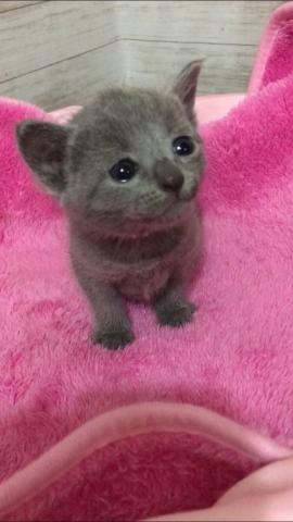 ロシアンブルー