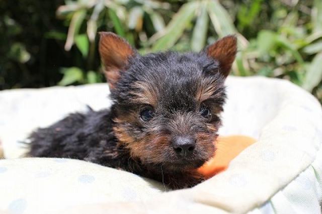 ヨークシャーテリア