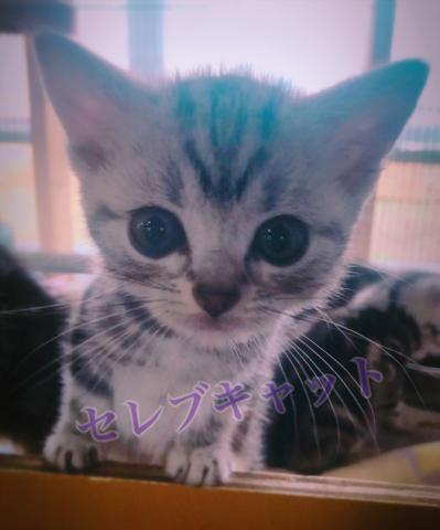 アメリカンショートヘアー