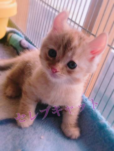 アメリカンショートヘアー