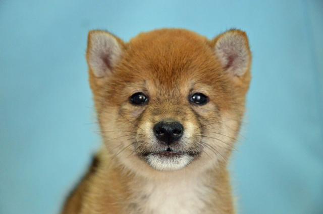 柴犬