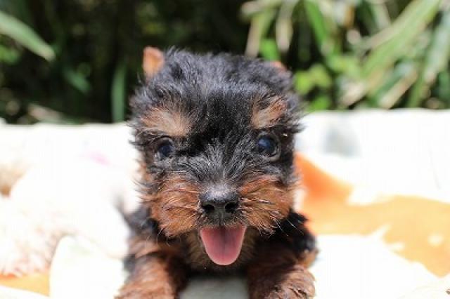 ヨークシャーテリア