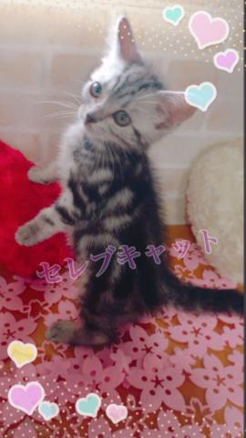 アメリカンショートヘアー