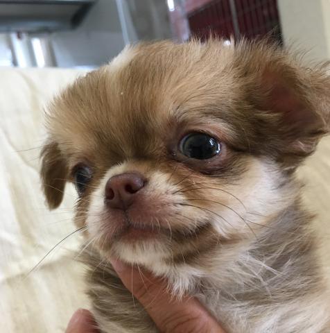 チワワ（ロングコート）