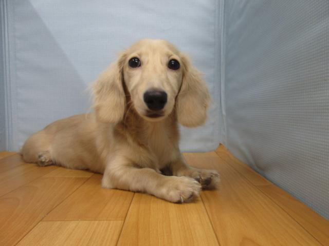 ミニチュアダックスフンド