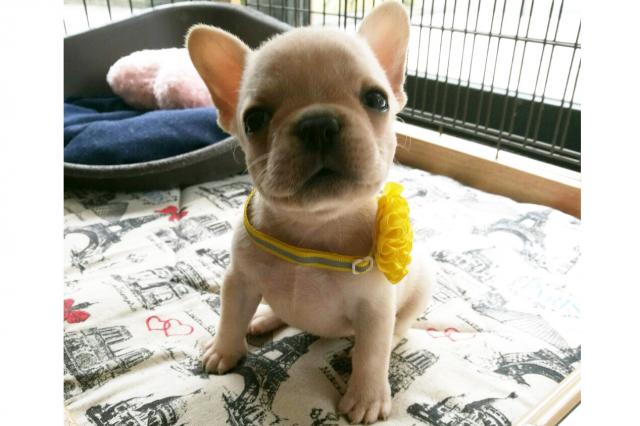 フレンチブルドッグ