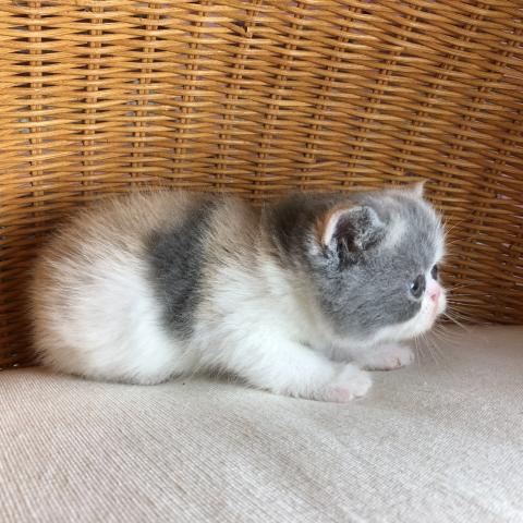 エキゾチックショートヘアー