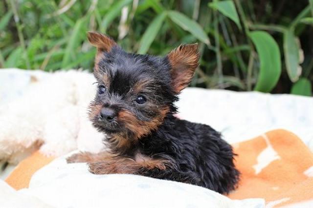 ヨークシャーテリア