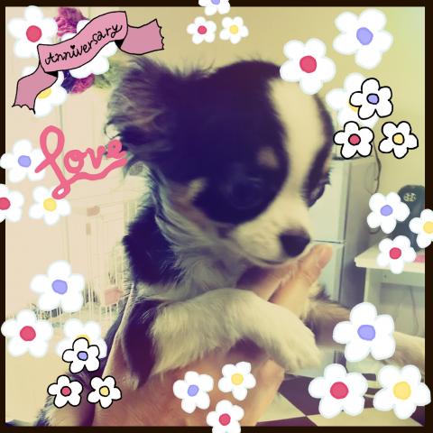 チワワ(ロングコート)