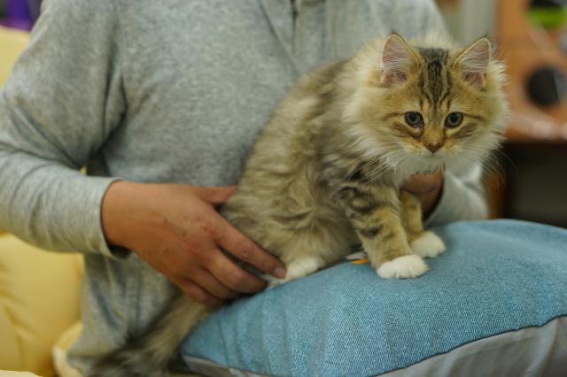 ノルウェージャンフォレストキャット