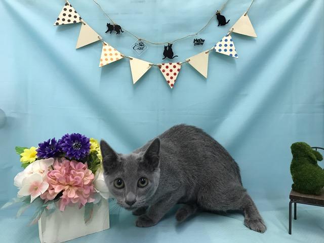 ロシアンブルー