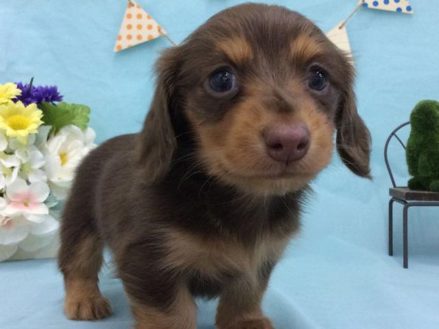 ミニチュアダックスフンド