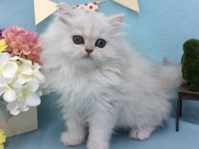 ペルシャ・ヒマラヤンチンチラシルバー
