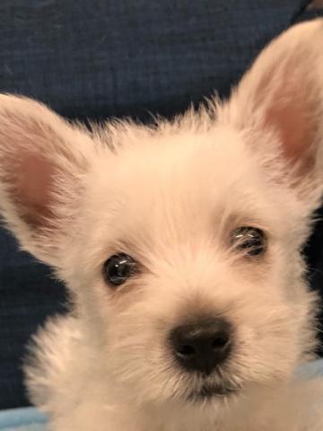 ウエストハイランドホワイトテリア