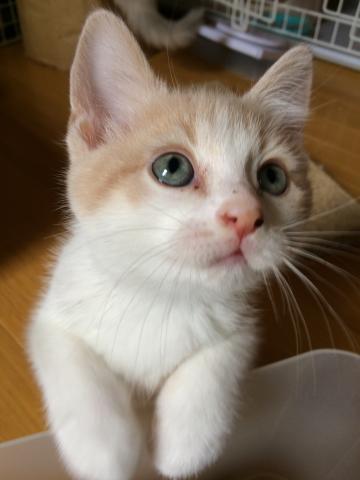 マンチカン