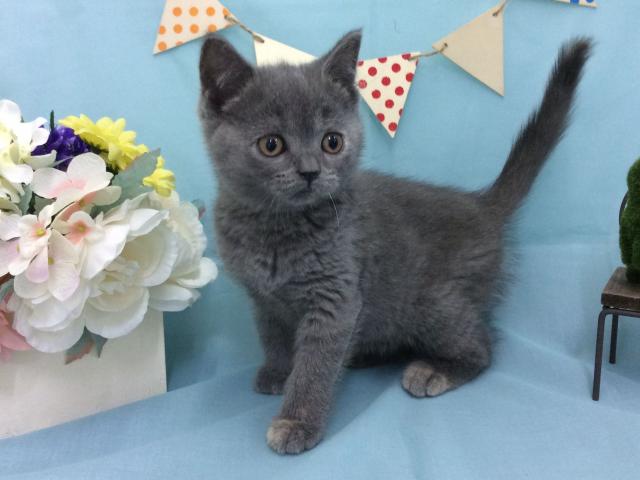 ブリティッシュショートヘア