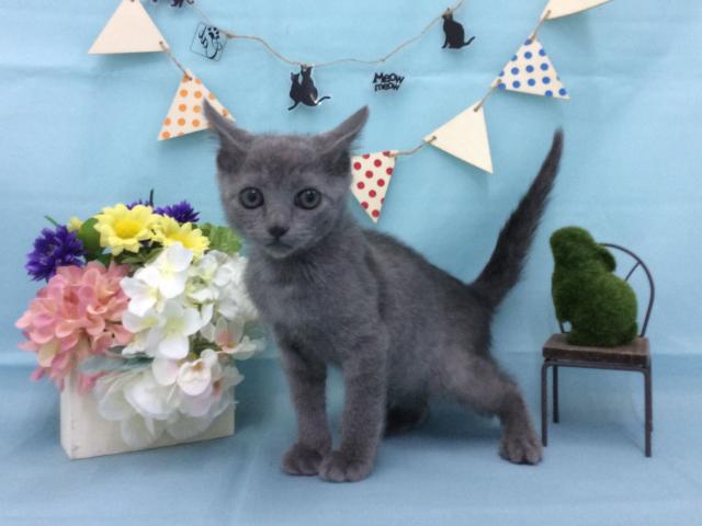 ロシアンブルー