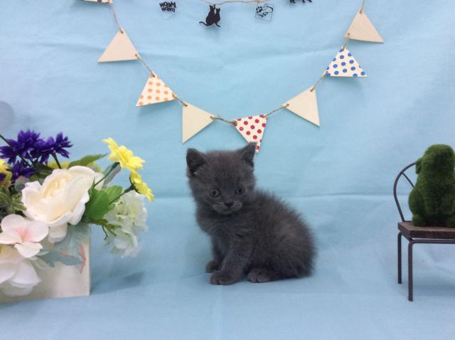 ブリティッシュショートヘア