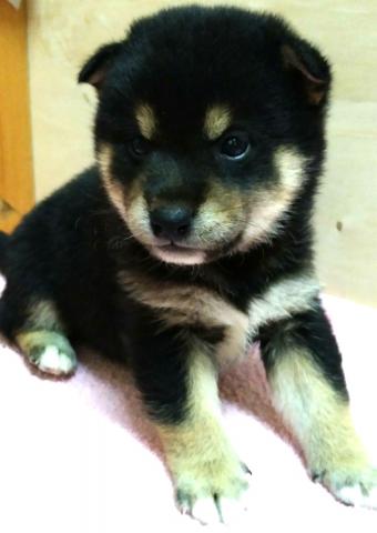 柴犬