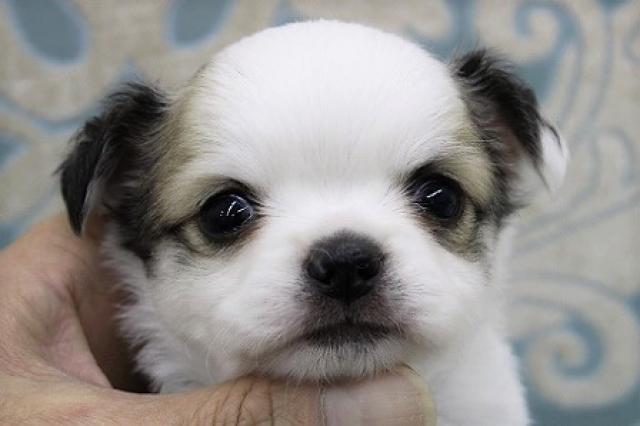 チワワ（ロングコート）