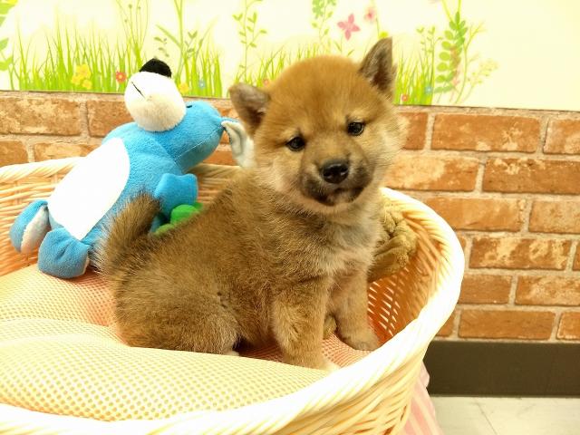 柴犬