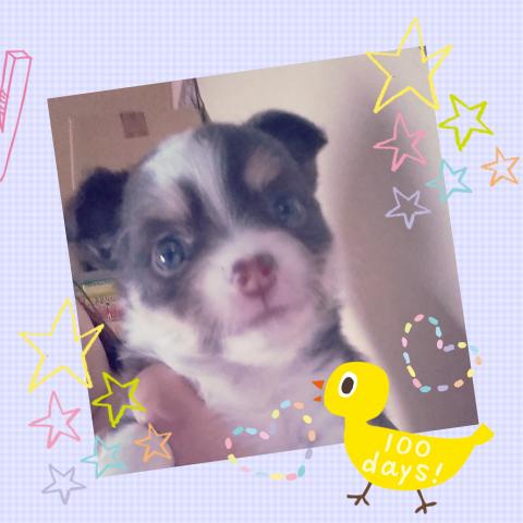 チワワ（ロングコート）