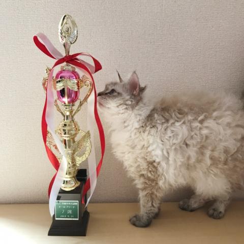 Twinkle Tiger