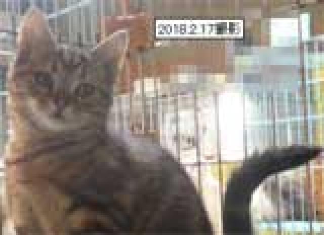 アメリカンショートヘアー