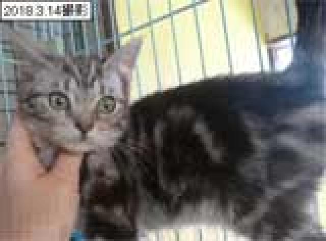 アメリカンショートヘアー