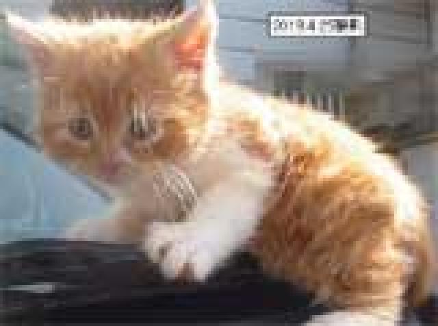 スコティッシュフォールド