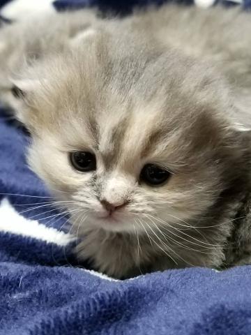 ミヌエット(旧ナポレオン)