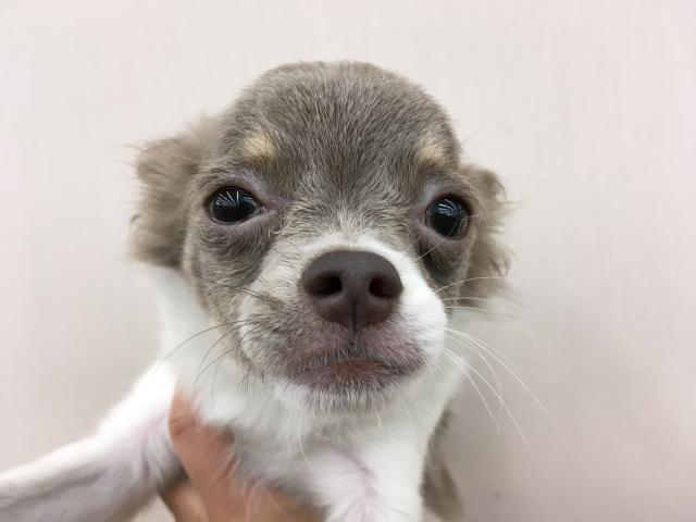 ディスワン相模大野店 神奈川県 子犬や子猫たちのペット販売情報が満載 ペットステーション